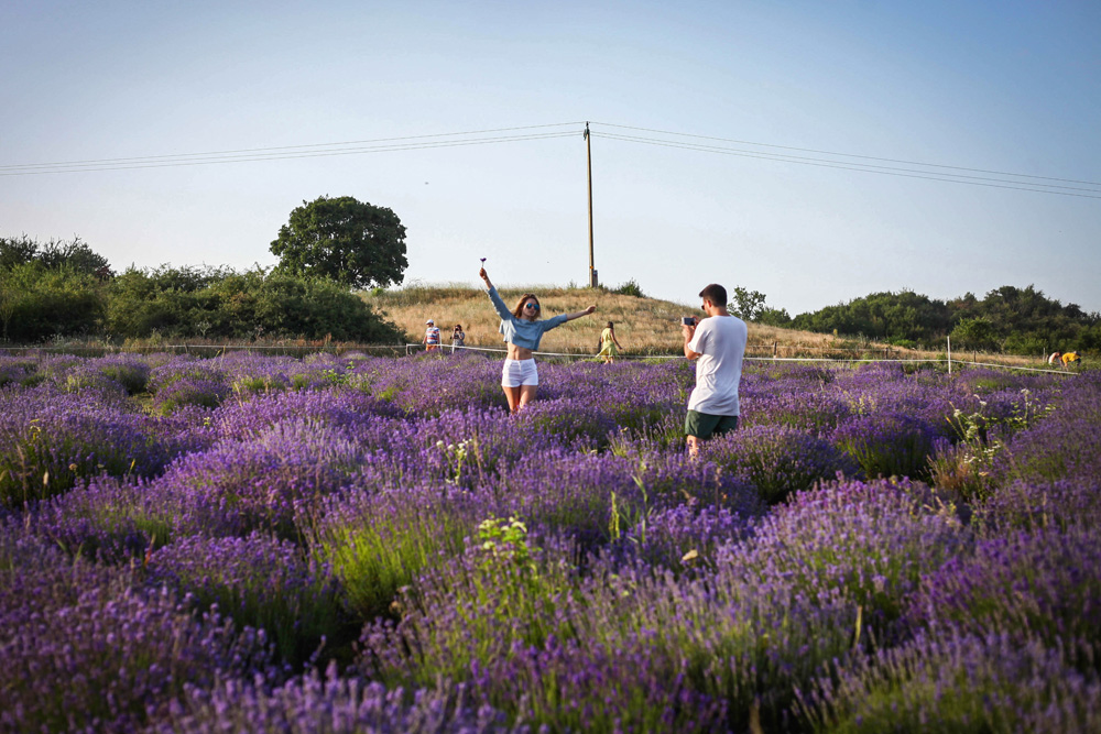Elkezdődött a Levendulafesztivál Tihanyban - szüreteltünk az Öreg-Levendulásban Elkezdődött a Levendulafesztivál Tihanyban - szüreteltünk az Öreg-Levendulásban