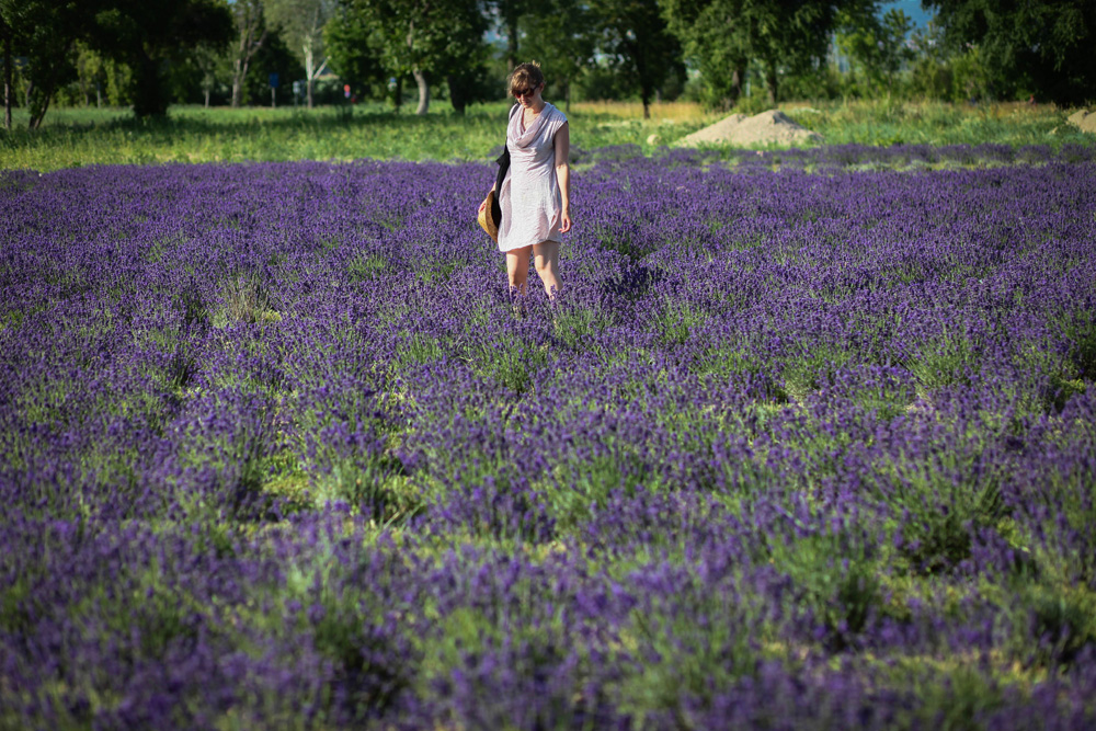 Elkezdődött a Levendulafesztivál Tihanyban - szüreteltünk az Öreg-Levendulásban Elkezdődött a Levendulafesztivál Tihanyban - szüreteltünk az Öreg-Levendulásban