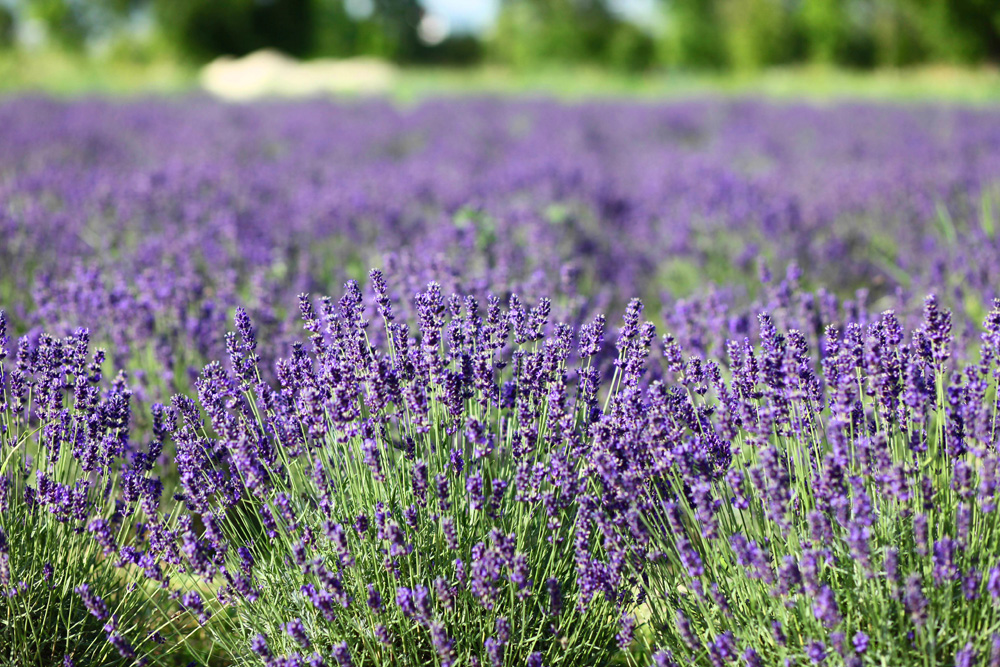 Elkezdődött a Levendulafesztivál Tihanyban - szüreteltünk az Öreg-Levendulásban Elkezdődött a Levendulafesztivál Tihanyban - szüreteltünk az Öreg-Levendulásban