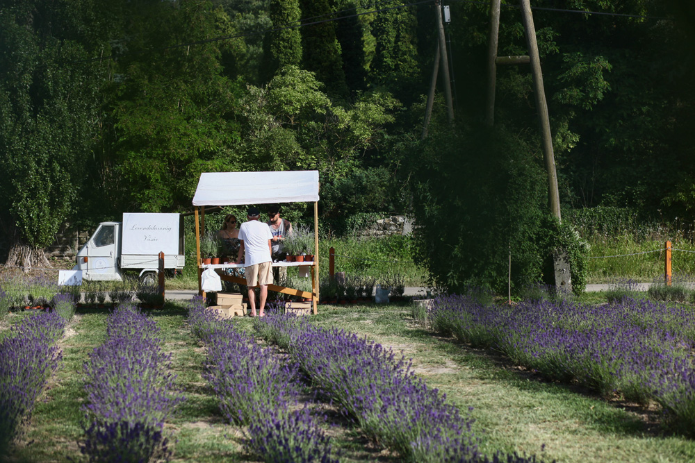 Elkezdődött a Levendulafesztivál Tihanyban - szüreteltünk az Öreg-Levendulásban Elkezdődött a Levendulafesztivál Tihanyban - szüreteltünk az Öreg-Levendulásban
