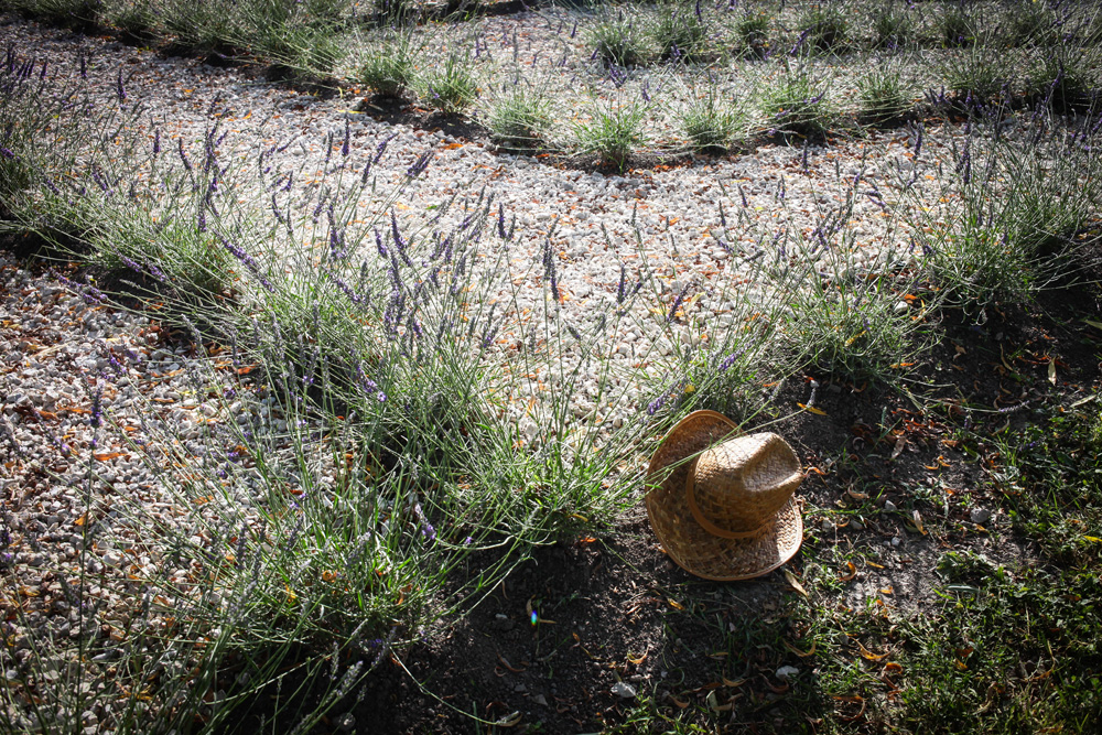 Elkezdődött a Levendulafesztivál Tihanyban - szüreteltünk az Öreg-Levendulásban Elkezdődött a Levendulafesztivál Tihanyban - szüreteltünk az Öreg-Levendulásban