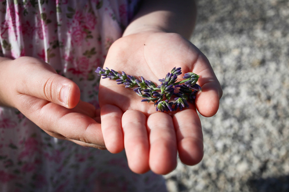 Elkezdődött a Levendulafesztivál Tihanyban - szüreteltünk az Öreg-Levendulásban Elkezdődött a Levendulafesztivál Tihanyban - szüreteltünk az Öreg-Levendulásban