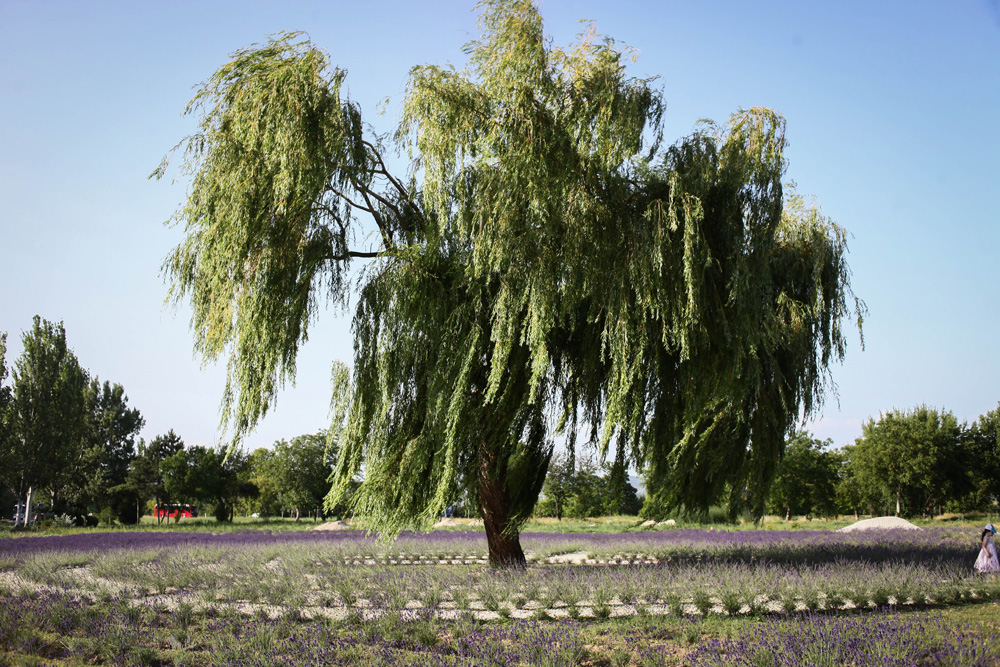 Elkezdődött a Levendulafesztivál Tihanyban - szüreteltünk az Öreg-Levendulásban Elkezdődött a Levendulafesztivál Tihanyban - szüreteltünk az Öreg-Levendulásban