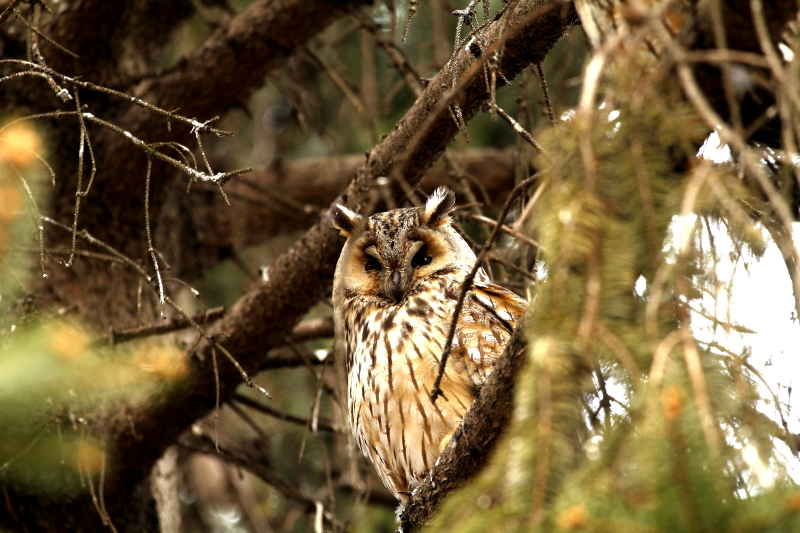 Megkezdődött a madarak versenye a szavazatokért