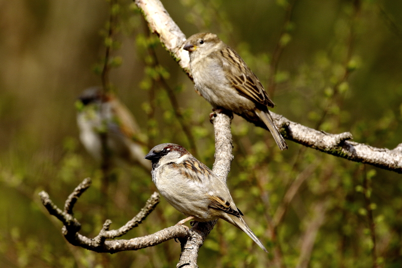 Megkezdődött a madarak versenye a szavazatokért