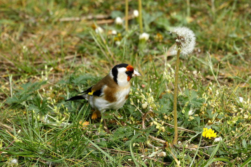 Megkezdődött a madarak versenye a szavazatokért