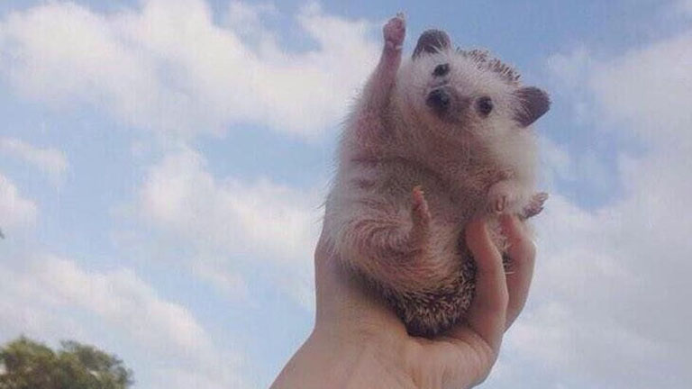 Photoshop-párbajt indított a diadalmas süni Photoshop-párbajt indított a diadalmas süni