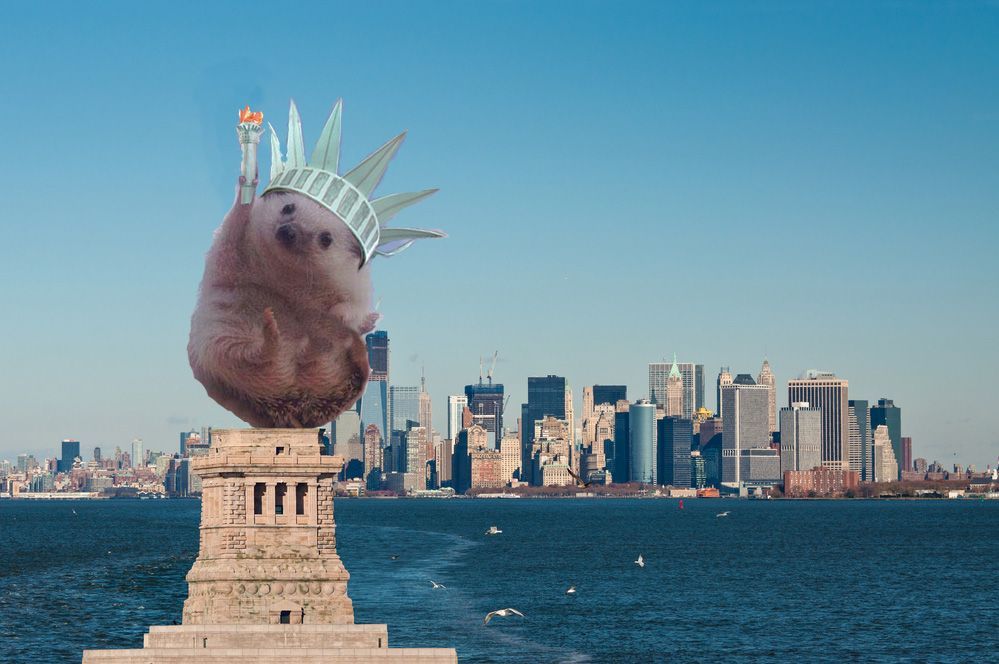 Photoshop-párbajt indított a diadalmas süni Photoshop-párbajt indított a diadalmas süni