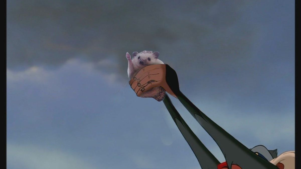 Photoshop-párbajt indított a diadalmas süni Photoshop-párbajt indított a diadalmas süni