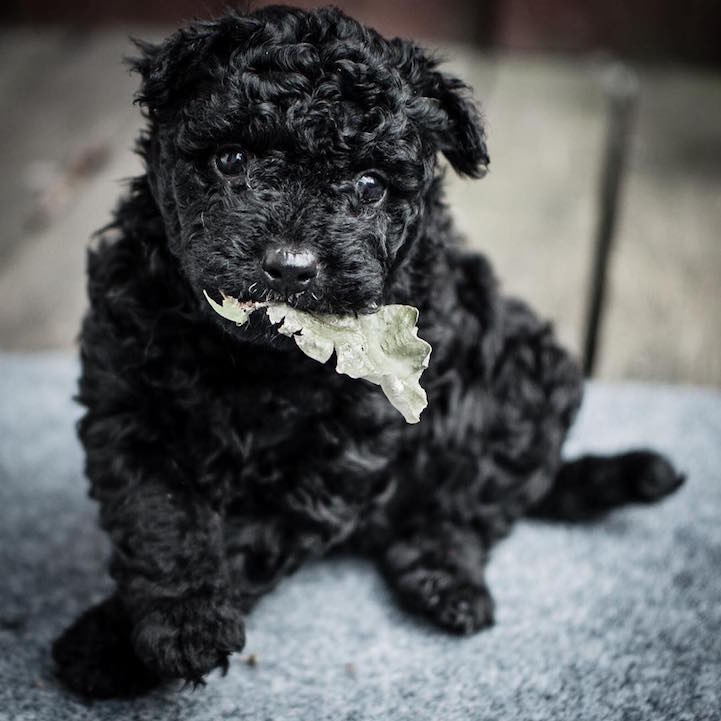 Az amerikaiak már hivatalosan is elismerik a pumit!