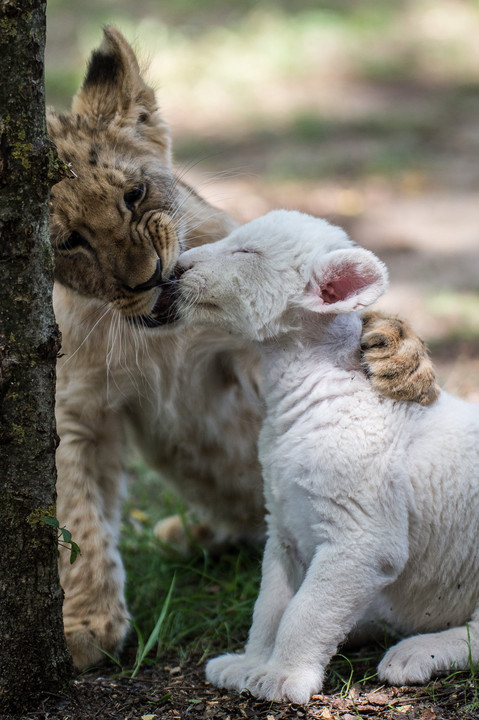 Ezeknél az oroszlánkölyköknél ma már nem lesz cukibb