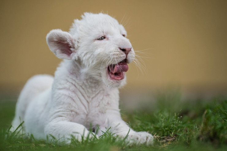 Ezeknél az oroszlánkölyköknél ma már nem lesz cukibb