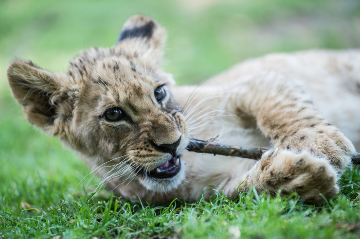 Ezeknél az oroszlánkölyköknél ma már nem lesz cukibb