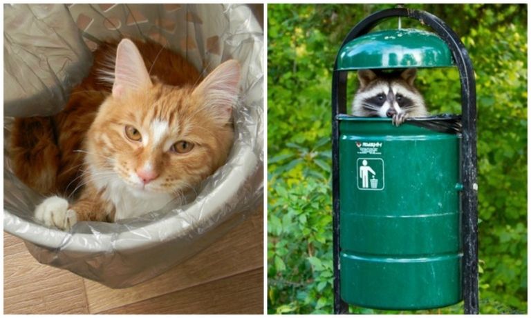 A macska és a mosómedve valójában ugyanaz az állat A macska és a mosómedve valójában ugyanaz az állat