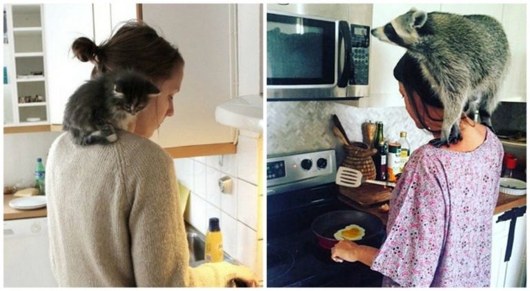 A macska és a mosómedve valójában ugyanaz az állat A macska és a mosómedve valójában ugyanaz az állat