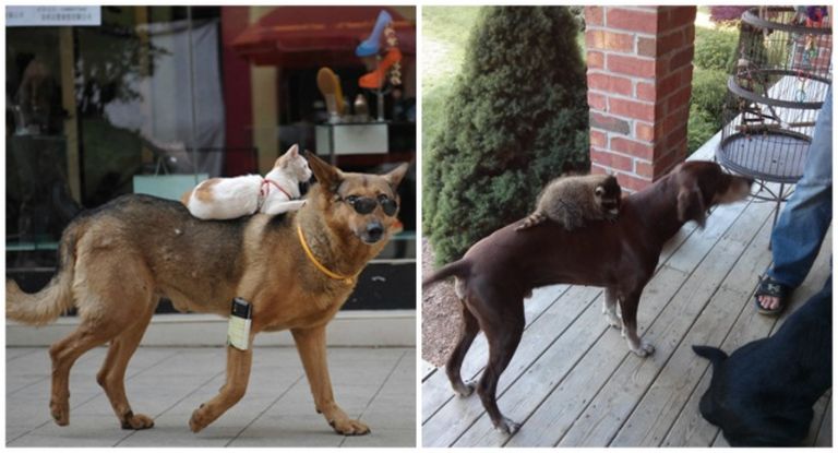 A macska és a mosómedve valójában ugyanaz az állat A macska és a mosómedve valójában ugyanaz az állat