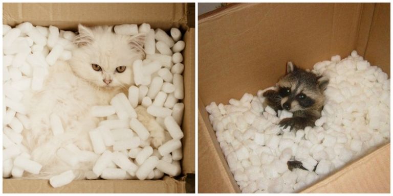 A macska és a mosómedve valójában ugyanaz az állat A macska és a mosómedve valójában ugyanaz az állat