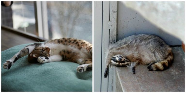 A macska és a mosómedve valójában ugyanaz az állat A macska és a mosómedve valójában ugyanaz az állat