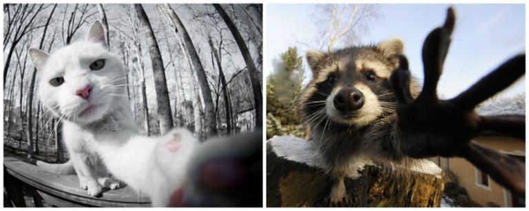 A macska és a mosómedve valójában ugyanaz az állat A macska és a mosómedve valójában ugyanaz az állat