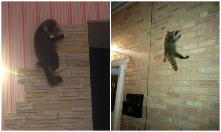 A macska és a mosómedve valójában ugyanaz az állat A macska és a mosómedve valójában ugyanaz az állat