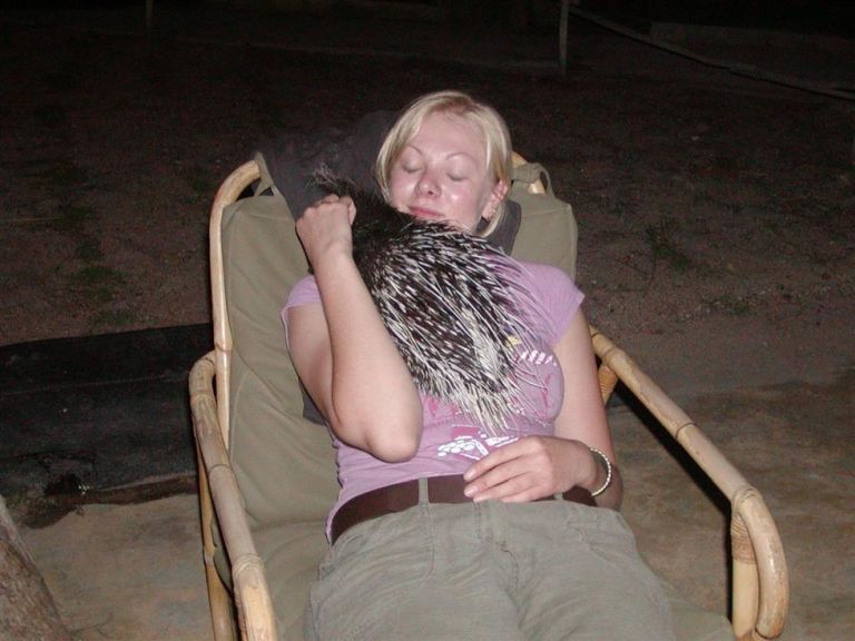 Kölykeivel ment látogatóba a tarajos sül