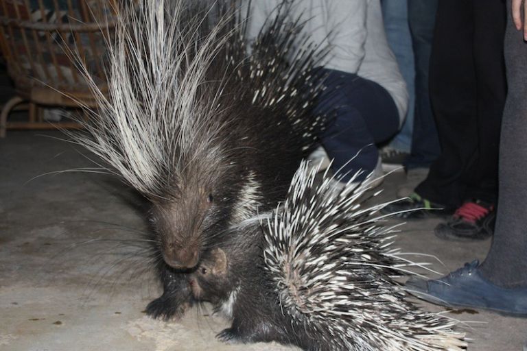 Kölykeivel ment látogatóba a tarajos sül