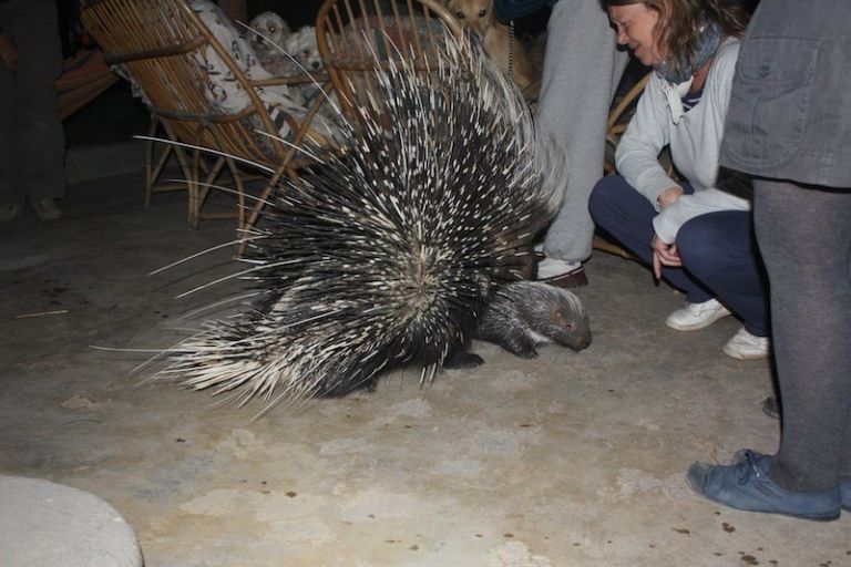 Kölykeivel ment látogatóba a tarajos sül