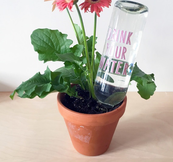 Ennek a trükknek hála sosem fognak szomjazni a virágaid