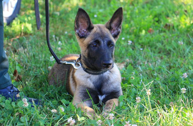 Nagyon cuki újonccal bővült a somogyi rendőrség állománya - videó