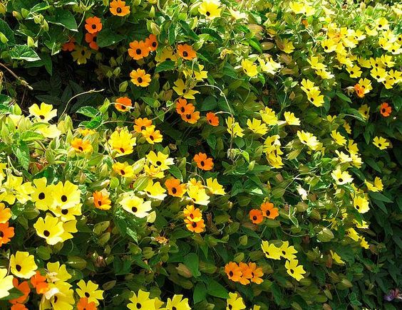 A balkonnövények között számos olyan fajtát találni, mely jól érzi magát a napsütötte erkélyeken, és olyanokat is, amelyek a napfény hiányát is tűrik. A balkonnövények között számos olyan fajtát találni, mely jól érzi magát a napsütötte erkélyeken, és olyanokat is, amelyek a napfény hiányát is tűrik.