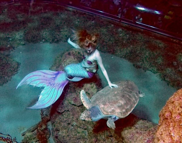 Ilyen a munkanapja egy hivatásos sellőnek Ilyen a munkanapja egy hivatásos sellőnek