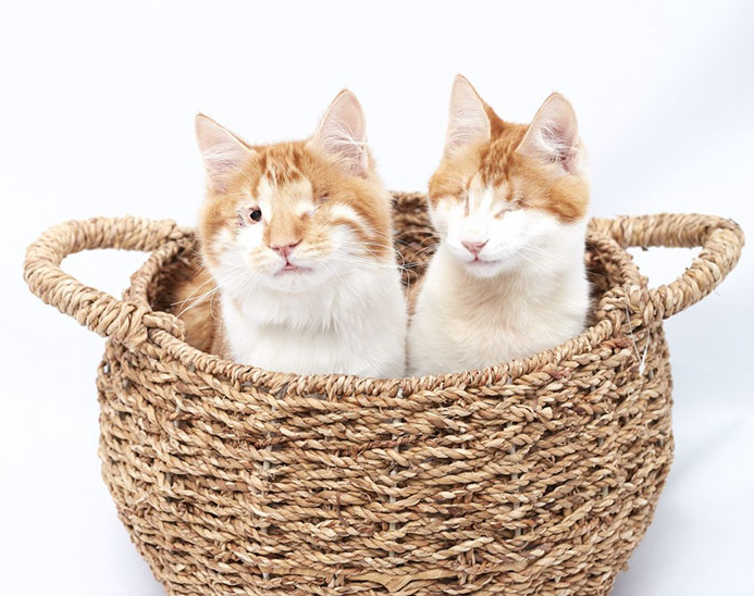 Születésük óta elválaszthatatlanok a vak cicatesók Születésük óta elválaszthatatlanok a vak cicatesók