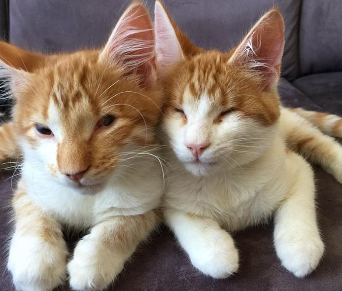 Születésük óta elválaszthatatlanok a vak cicatesók Születésük óta elválaszthatatlanok a vak cicatesók