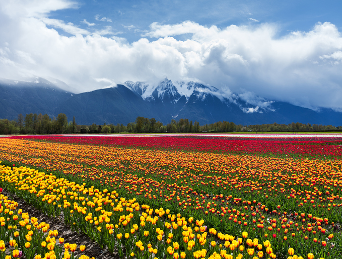 A világ 10 legszebb virágszőnyege - csodás fotók