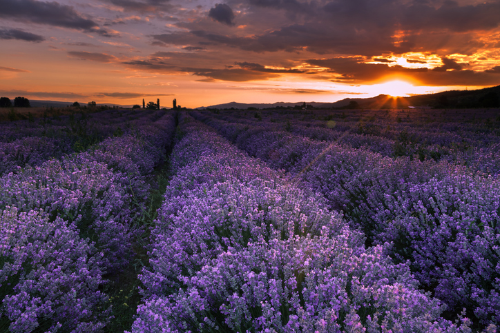A világ 10 legszebb virágszőnyege - csodás fotók