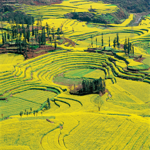 A világ 10 legszebb virágszőnyege - csodás fotók