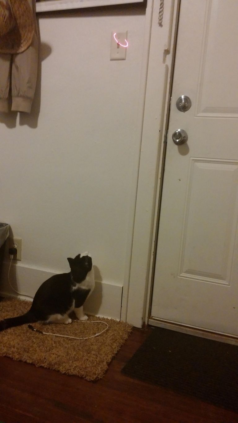 A macska is le tudja kapcsolni a villanyt, csak motiválni kell