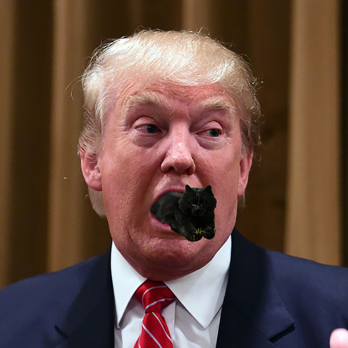 Photoshop-háborút robbantott ki a rögbi meccsen feltűnő macska