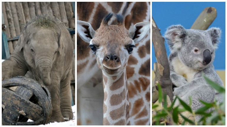 Asha, Sisi és Nur-Nuru-Bin a budapesti állatkert legnépszerűbb lakói - őket is megnézheted éjszaka