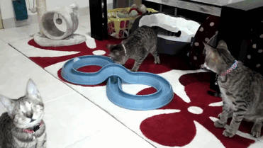 Vakon is zúznak a cicák