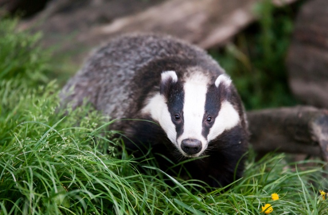 Megmérgezték a borzokat?