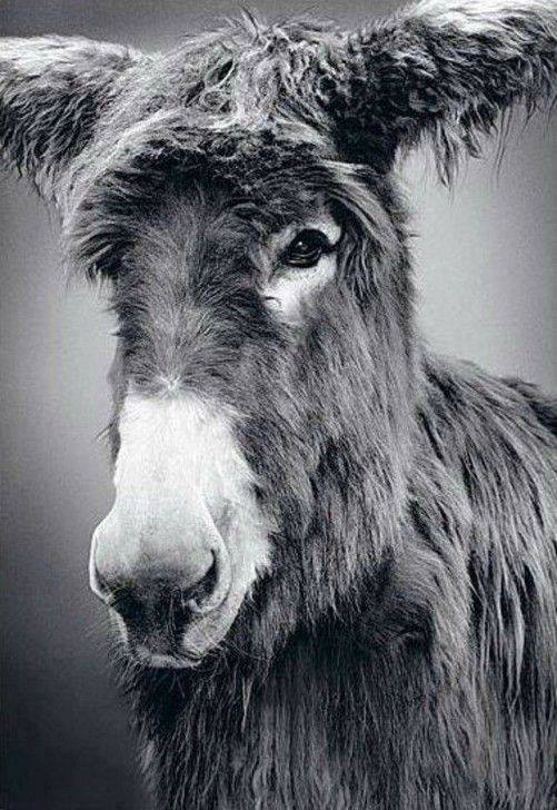 Elámulsz, ha megtudod, hogy ezeket az állatokat szabad kézzel rajzolták meg!