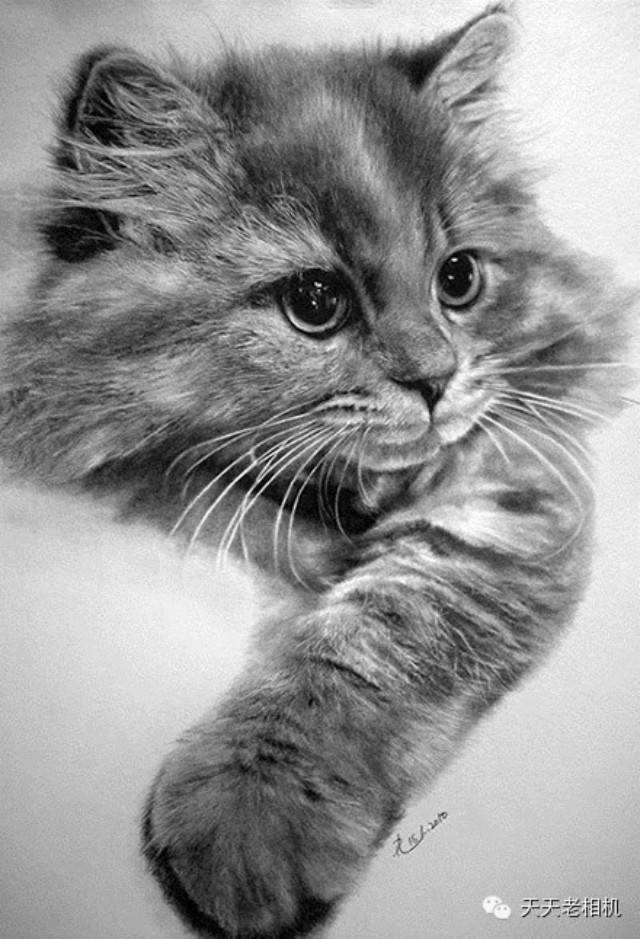 Elámulsz, ha megtudod, hogy ezeket az állatokat szabad kézzel rajzolták meg!