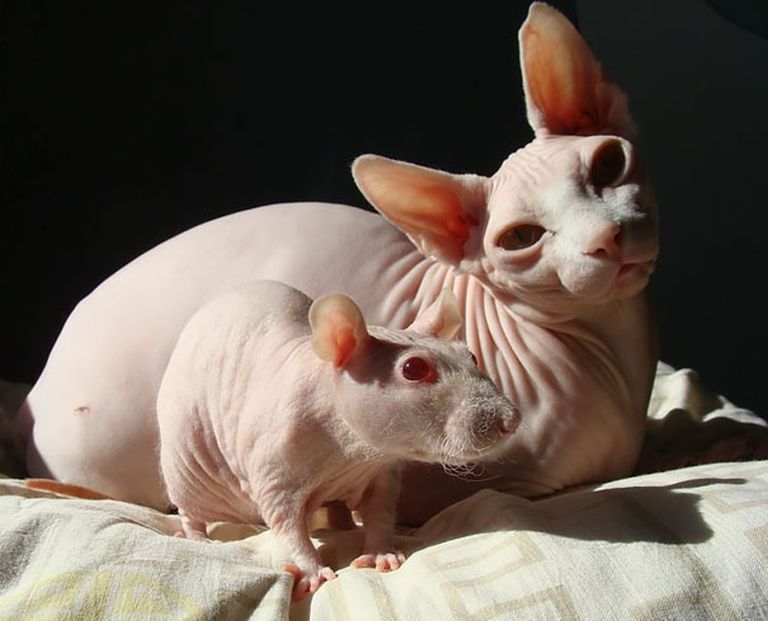 Testvérnek tűnnek, pedig nem is rokonok Testvérnek tűnnek, pedig nem is rokonok