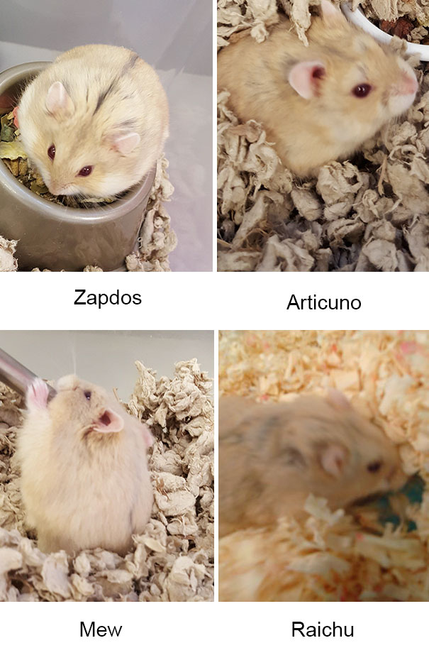 Gazdátlan állatok, akik a Pokémon Go-nak köszönhetik az életüket Gazdátlan állatok, akik a Pokémon Go-nak köszönhetik az életüket