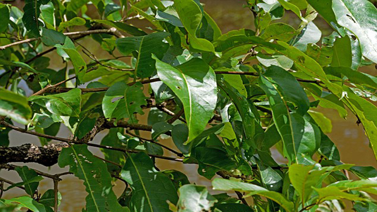 Te megtalálod a levelek közt rejtőzködő békát?