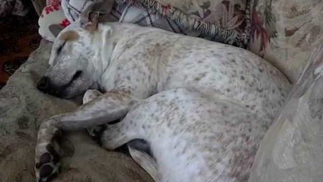 Szörnyű halált halt a kutya