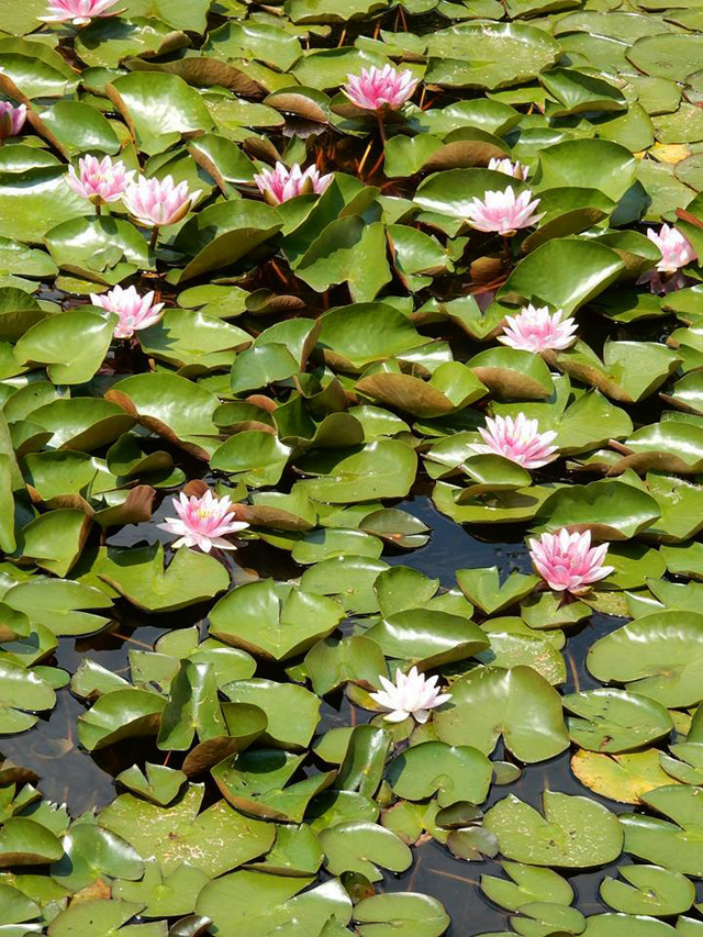 A jeli Arborétum A jeli Arborétum