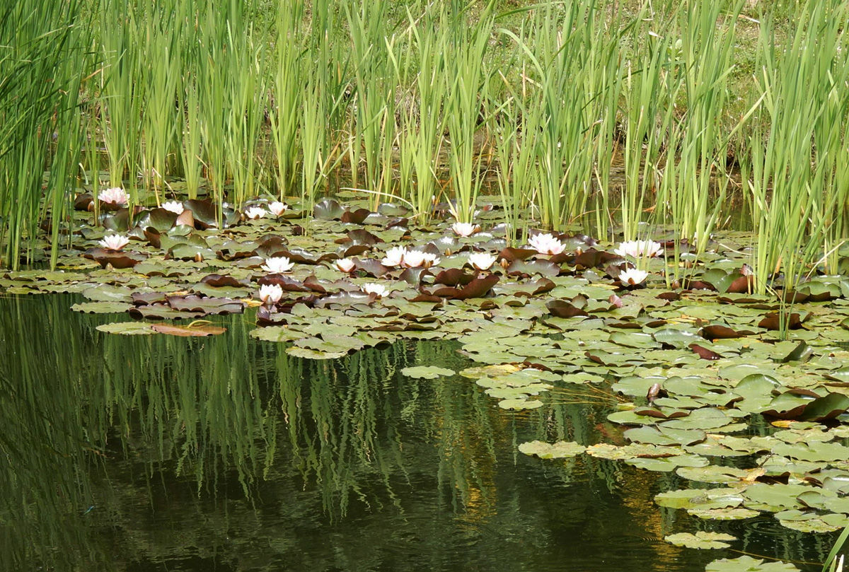 A jeli Arborétum A jeli Arborétum