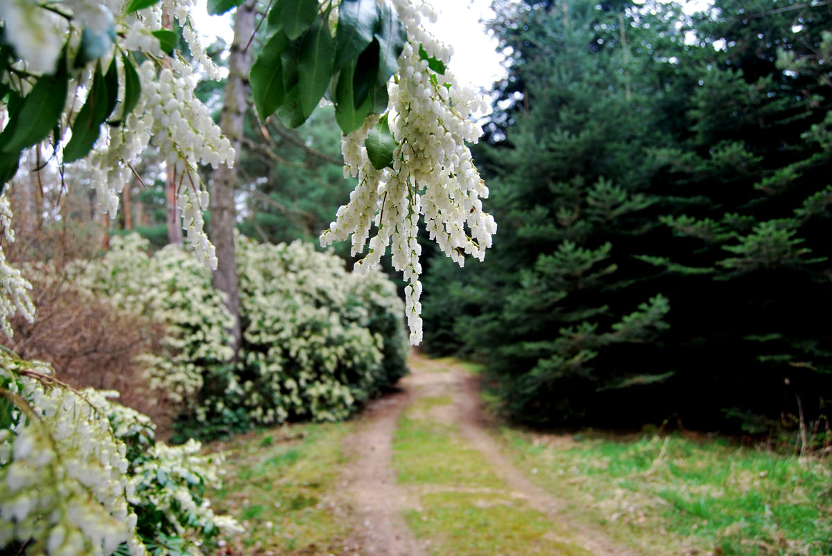 A jeli Arborétum A jeli Arborétum